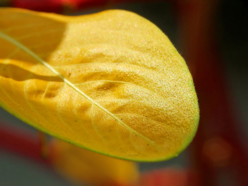 colori d'autunno
