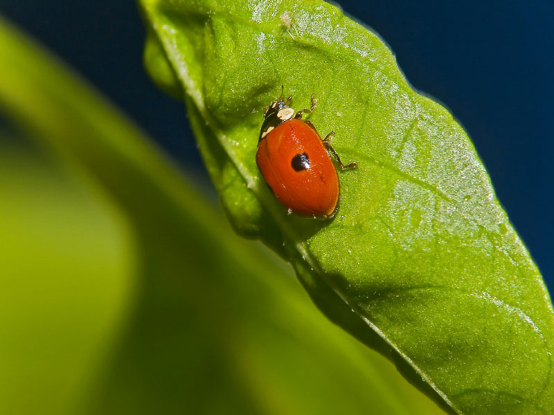 macro coccinella