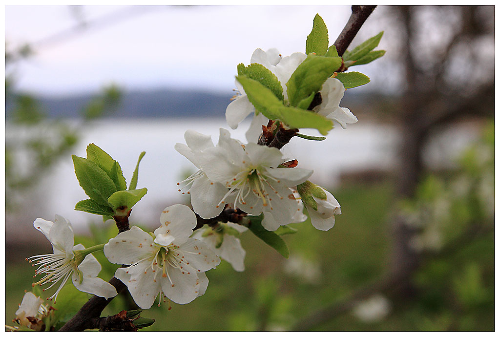 Primavera sul lago