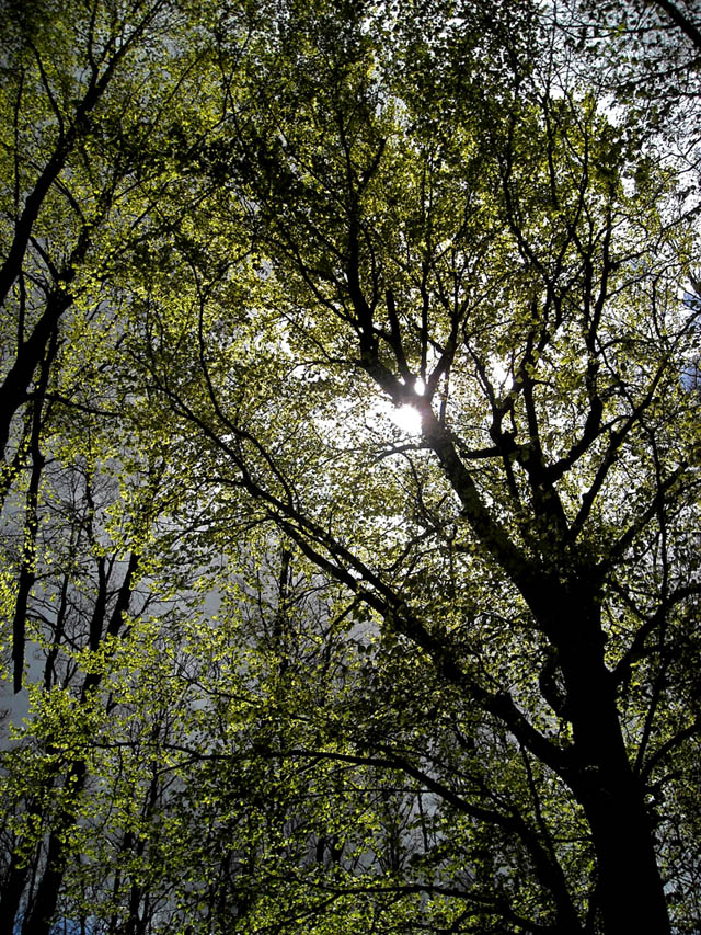alberi