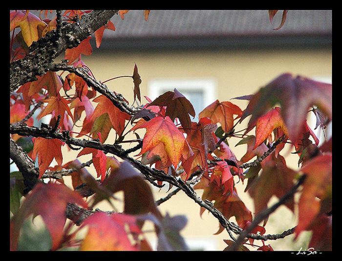 autunno alla mia finestra