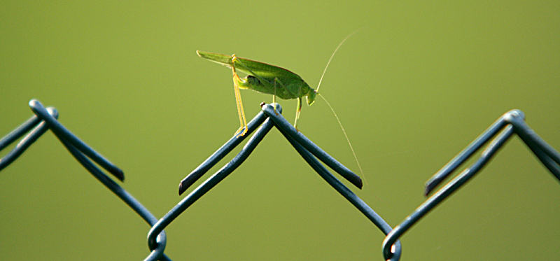 Grillo