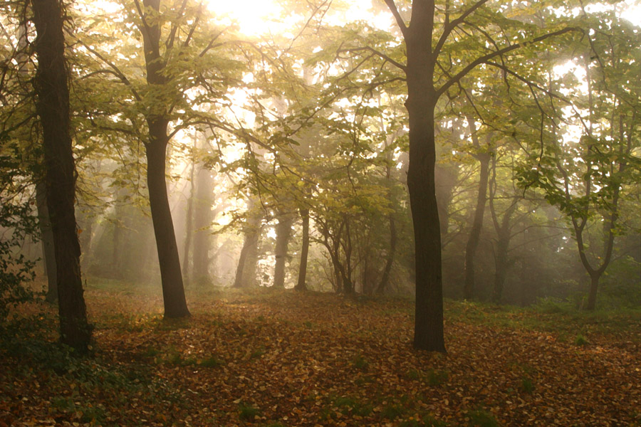 Autunno magico