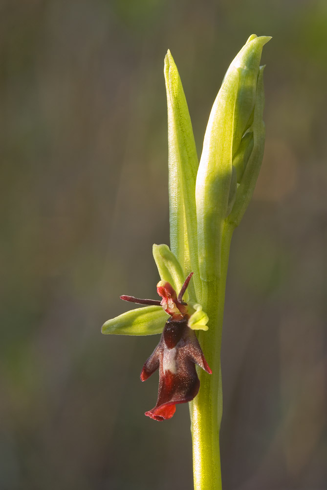 Insectifera 2