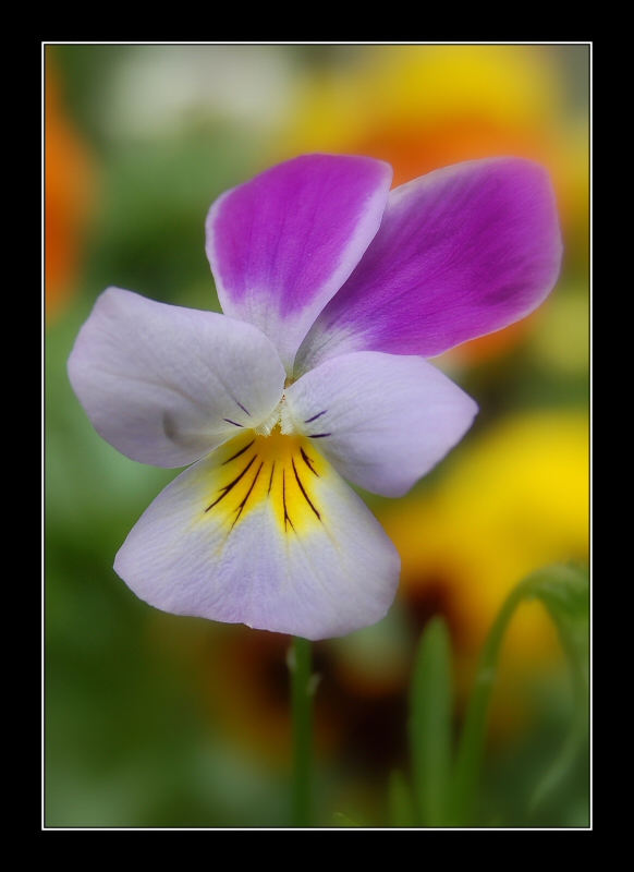 viola