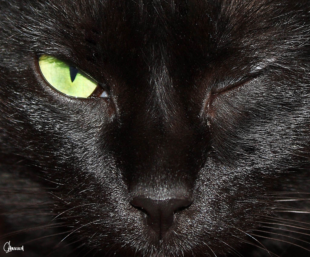 My funny cat