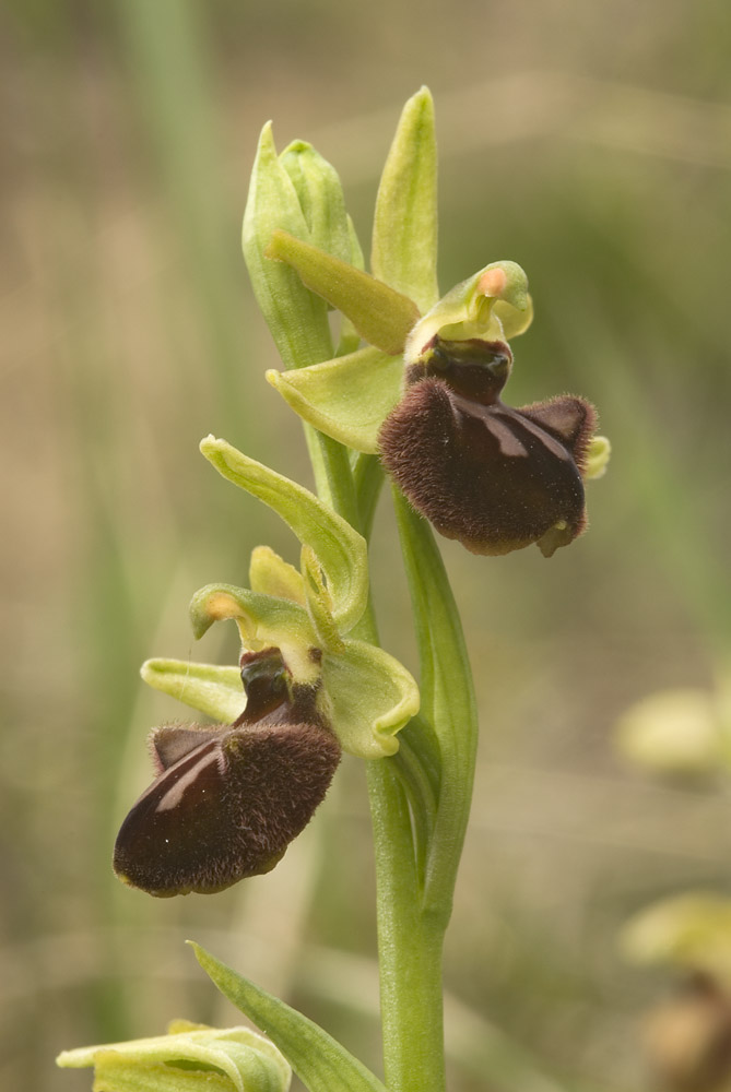 Ophrys sphegodes