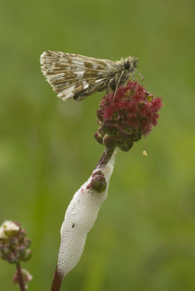 Una farfalla sconosciuta