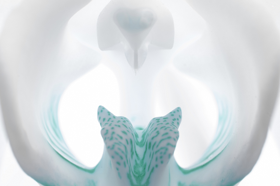 Orchidea 1