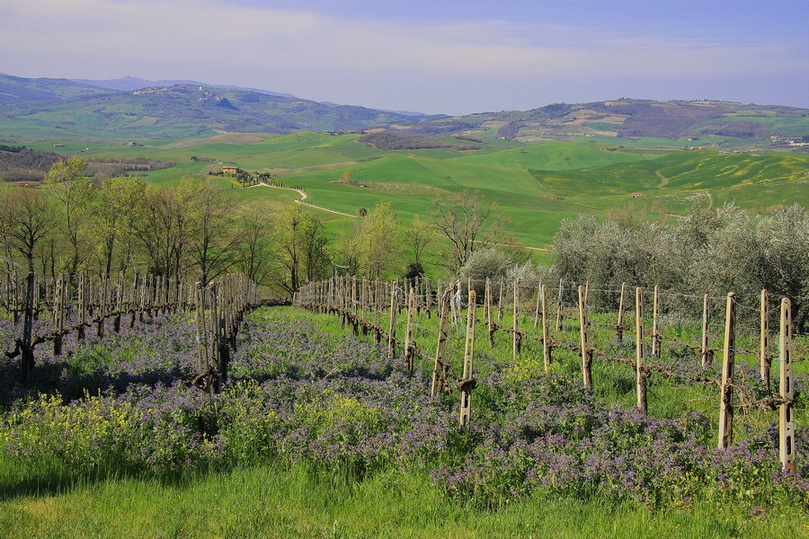 Vigna in fiore