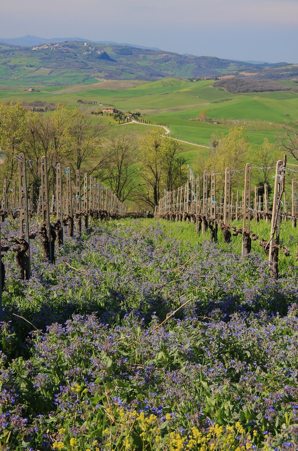 Vigna in fiore II