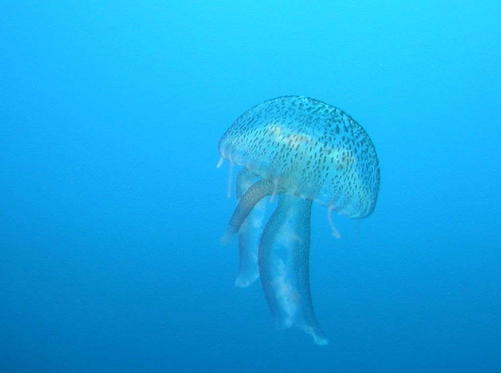 Pelagia