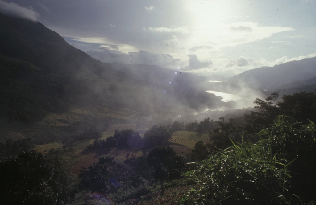 Tea Estate
