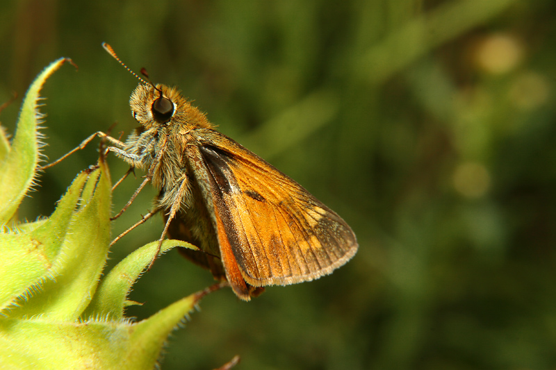 FARFALLA