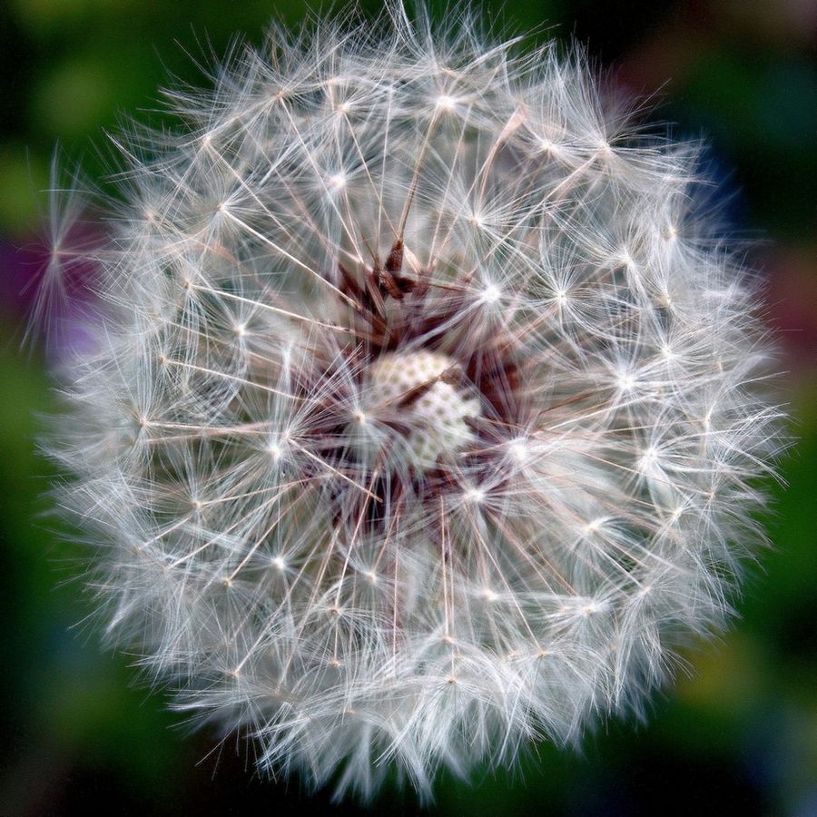 fiore dei desideri