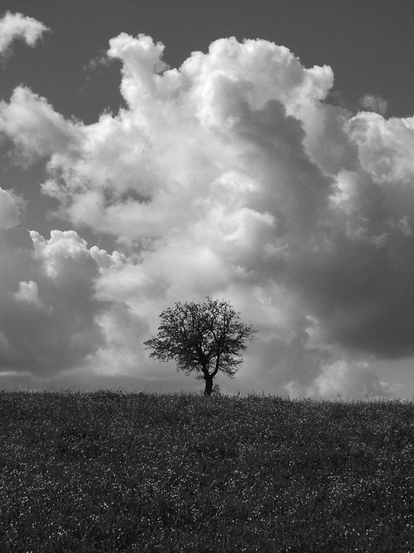 lonely tree!