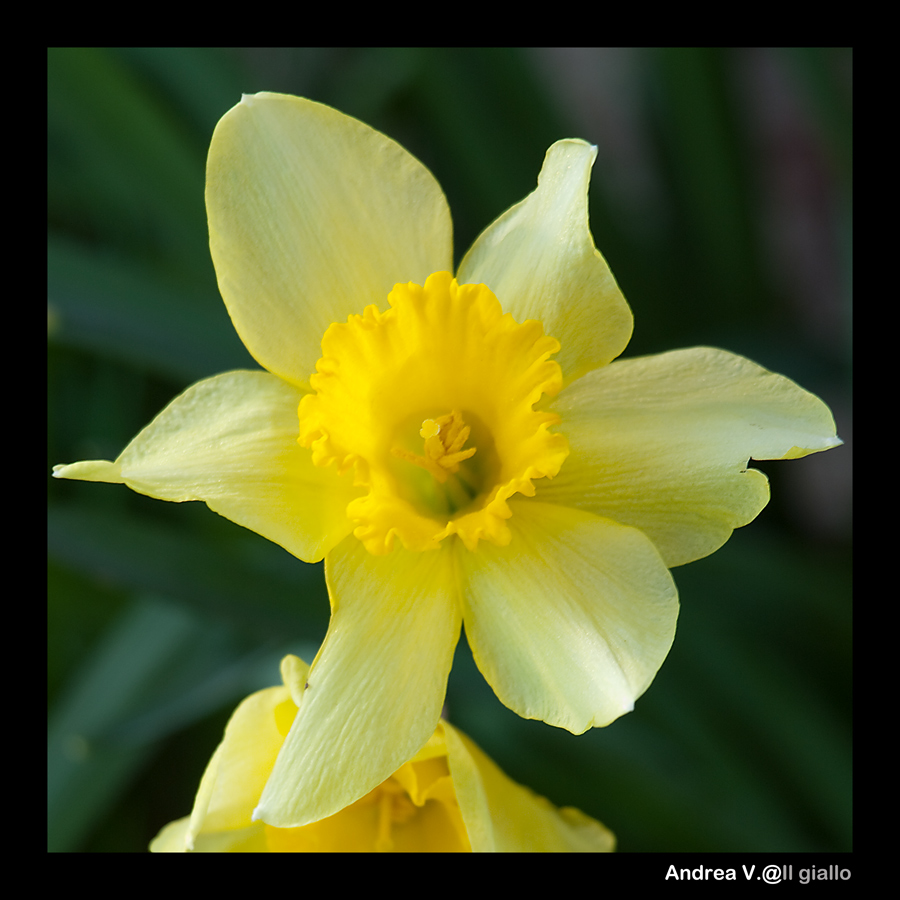 il giallo