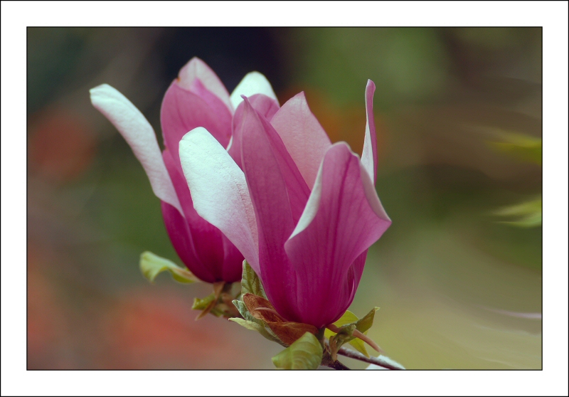 Fiore di magnolia