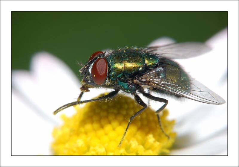 La mosca sul fiore