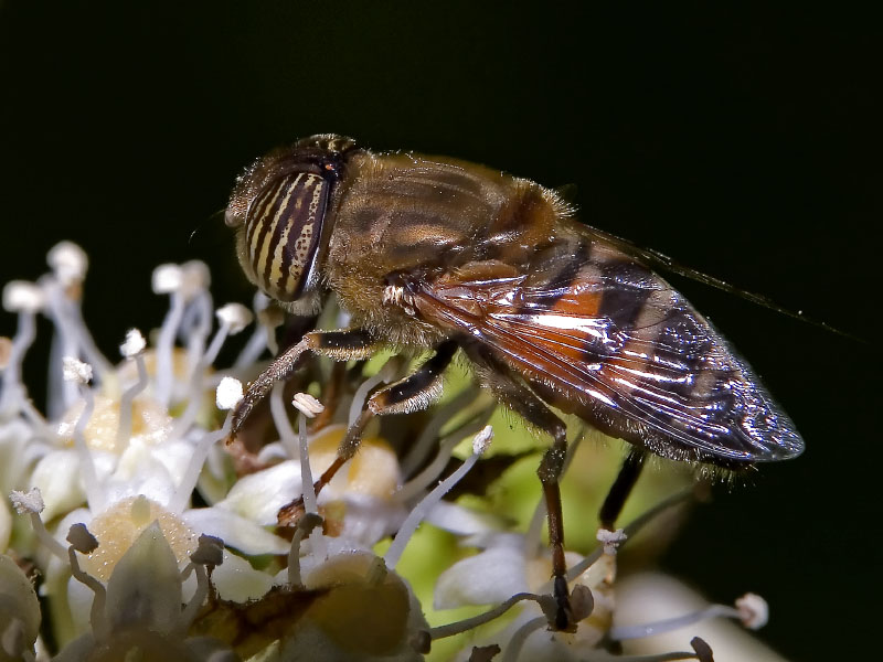 in giardino