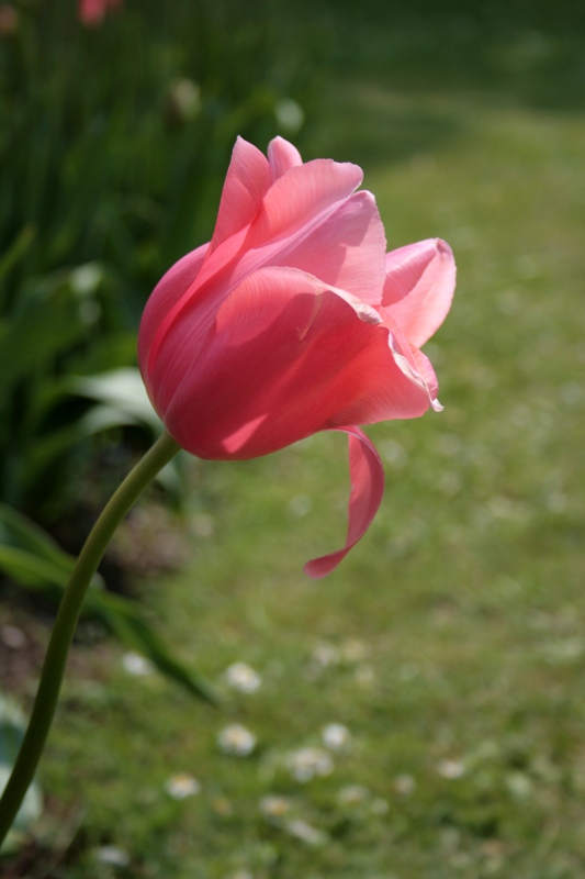 Sfiorire