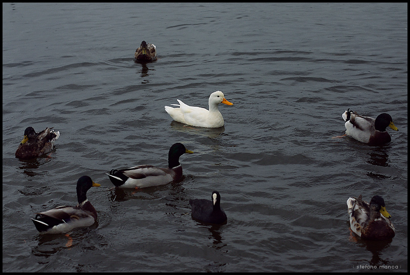 diversit