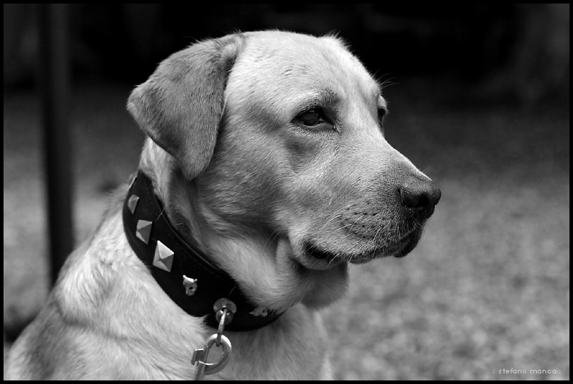 labrador