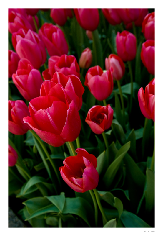 Red tulips