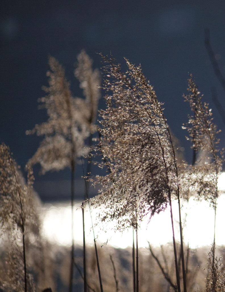 Contro la luce