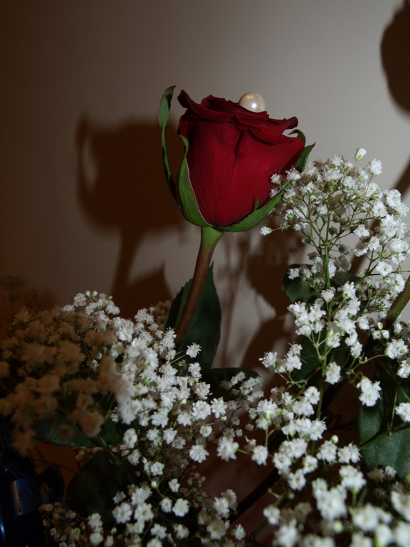 Rosa rossa