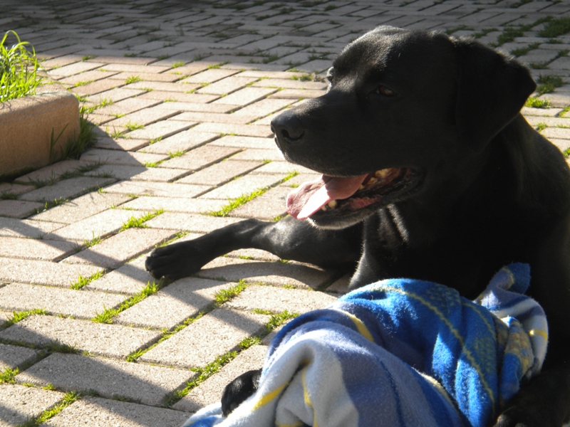 Shoney in relax...