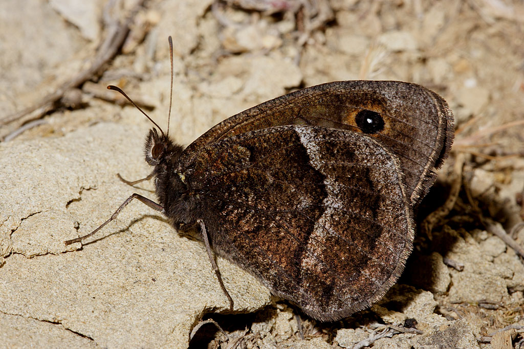 Hipparchia ferula