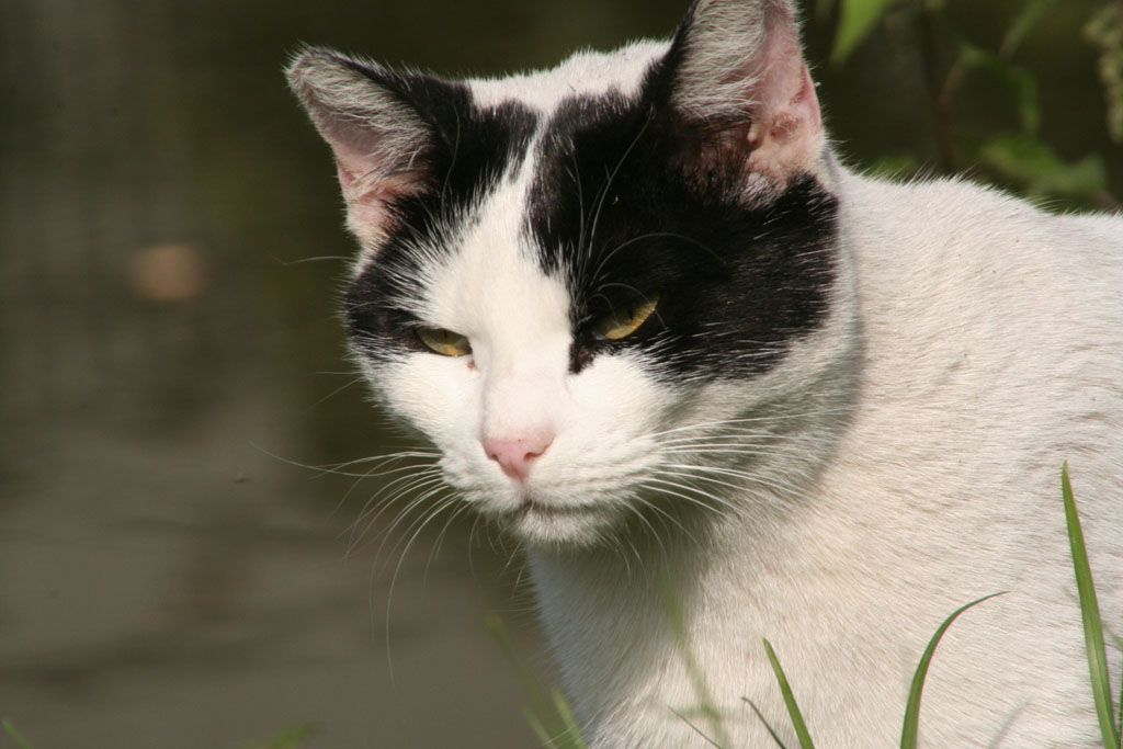 Gatto