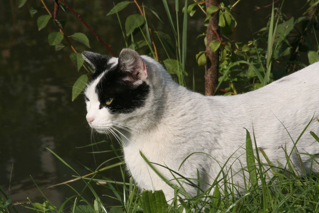 Gatto nella selva