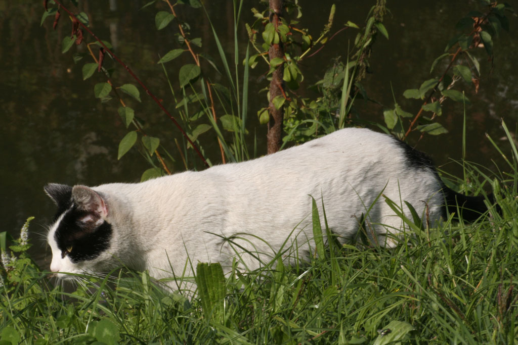 Gatto a caccia