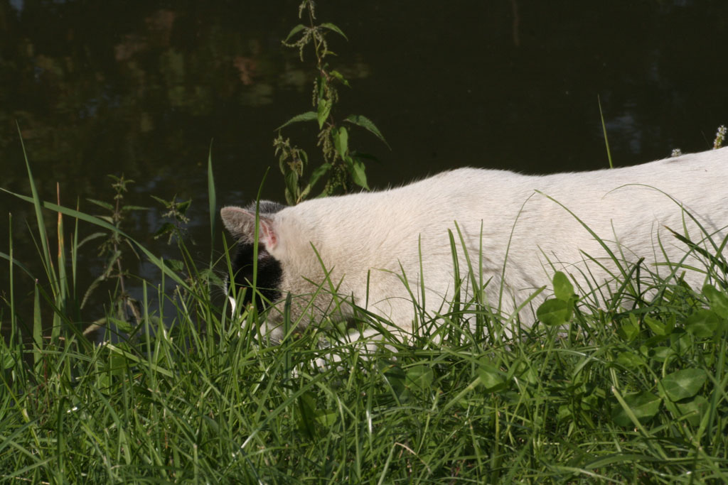 Gatto che si  stufato di fare da modello