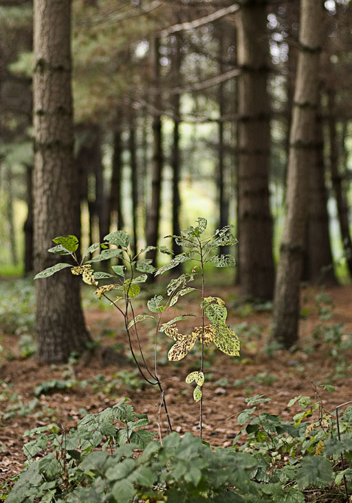 sottobosco