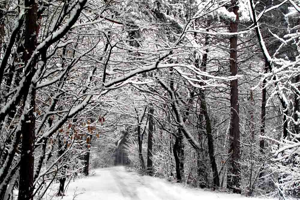 La strada nel bosco