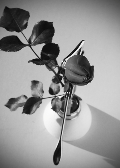 rosellina