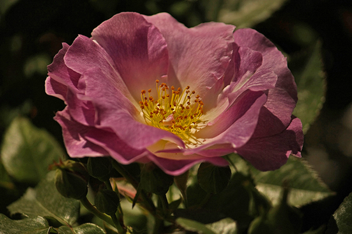 Rosa di maggio