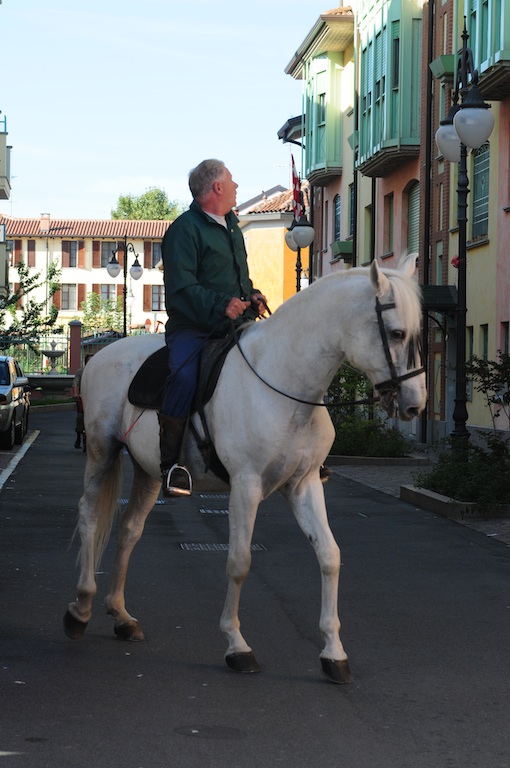 Cavallo in citta' ???