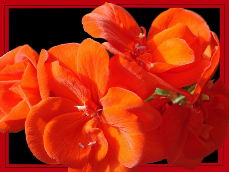 fiore