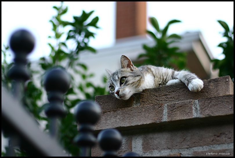 un gargoyle vivente