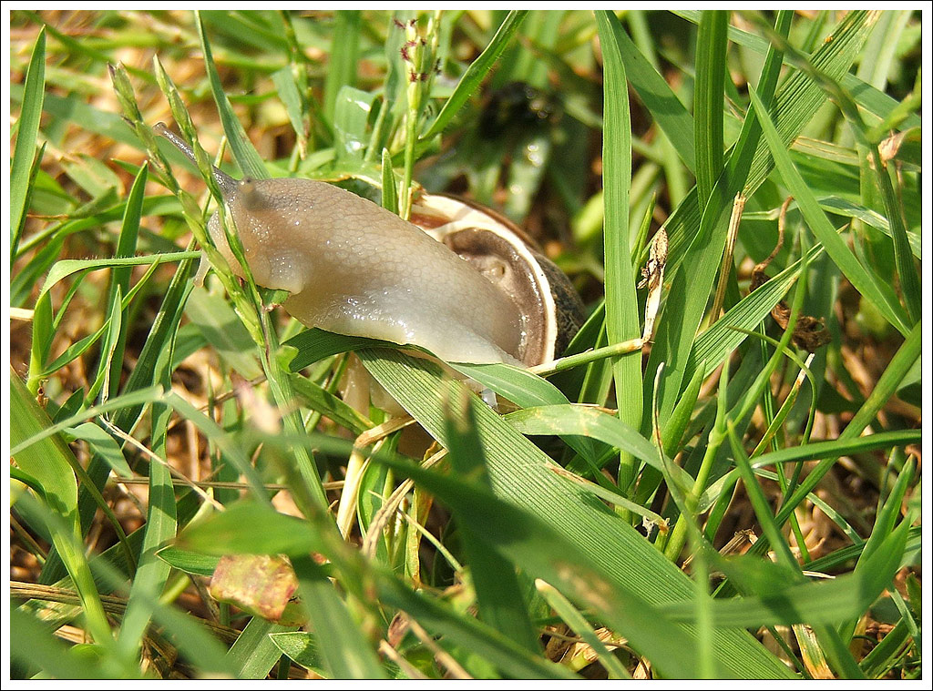 Lumaca