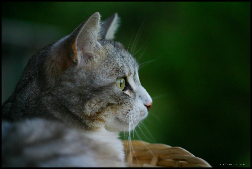 sguardo intenso