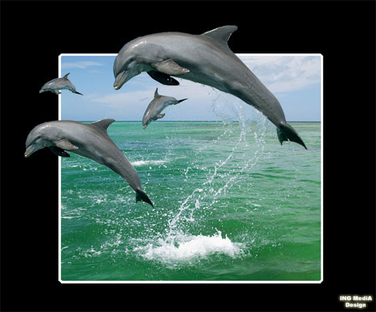 Delfini