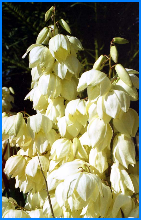 fiore bianco