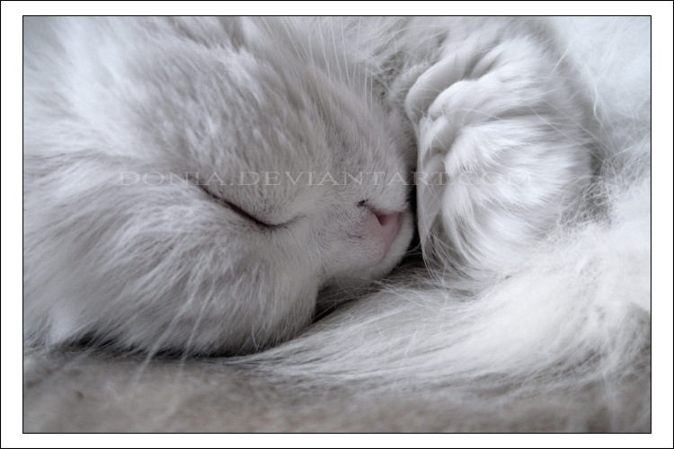 Lilly