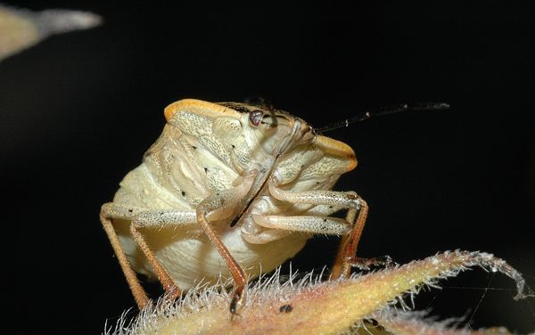 Cimice 2