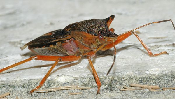 Cimice